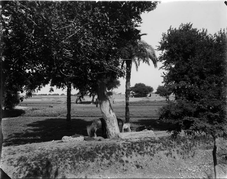 Saqiyah and a tree-lined avenue near Kom. South-east limit and in the background, the south-west limit of Kom. A saqiyah seen from the west. Schiaparelli excavations. 