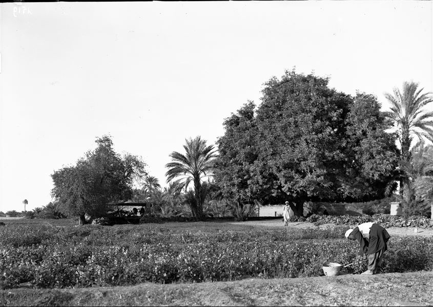 Landscape of the Heliopolis area, palm grove and unidentified houses. A saqiyah is identifiable, it is a mechanical device that allows for water to be collected from a well. Schiaparelli excavations.