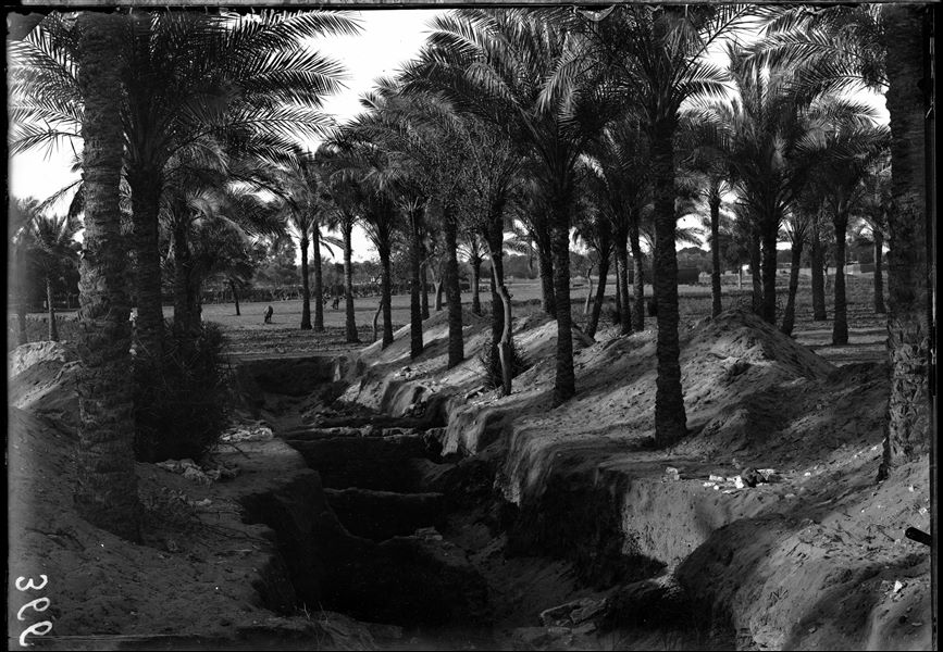 Trench in a palm grove, near some unidentified houses. Schiaparelli excavations.