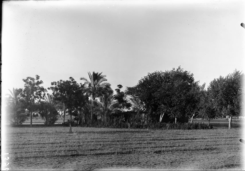 Landscape of the Heliopolis area, palm grove and unidentified houses. Schiaparelli excavations.