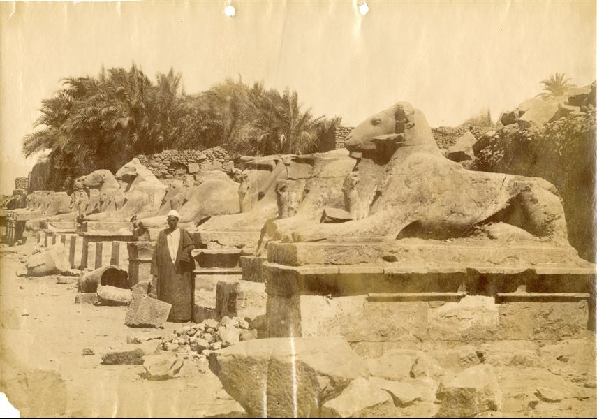 La fotografia mostra una veduta del Viale delle Sfingi, con testa di ariete, antistante il complesso templare di Amon a Karnak. In base allo stile, la fotografia può essere attribuita ad Antonio Beato.