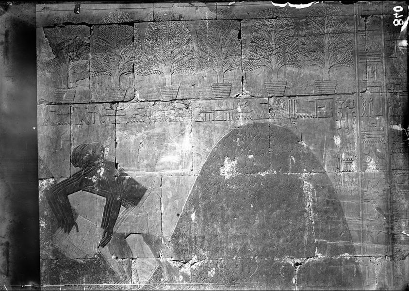 South side of the mortuary temple of Queen Hatshepsut at Deir el-Bahari. Wall scene from the portico in the middle terrace depicting the flora from Punt planted in the “garden of Amun”. In the lower register, measuring piles of incense.
