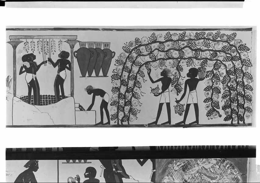 West wall, north side of the transverse chamber from the tomb of Nakht (TT 52). Depicting a scene of harvesting grapes and wine production.  