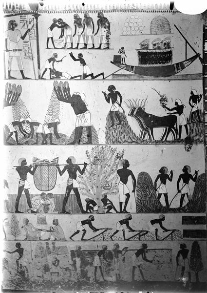 East wall, south side (left of the entrance) of the transverse chamber from the tomb of Menna (TT69). Depicted on several registers are scenes of daily life in the fields. 