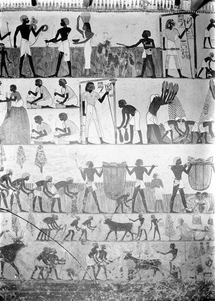East wall, south side (left of the entrance) of the transverse chamber from the tomb of Menna (TT69). Depicted on several registers are scenes of daily life in the fields. 
