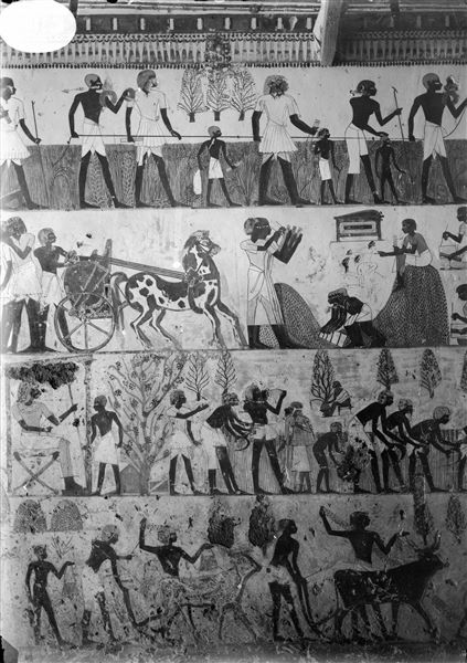 East wall, south side (left of the entrance) of the transverse chamber from the tomb of Menna (TT69). Depicted on several registers are scenes of daily life in the fields. 