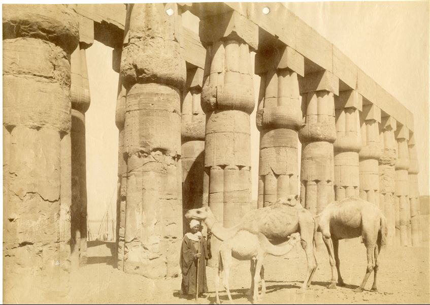 La fotografia ritrae un abitante locale con dromedari all'ombra delle massicce colonne laterali del cortile anteriore costruito dal faraone Amenhotep III nel tempio di Amon a Luxor. Tra le colonne del tempio si intravede il Nilo, con alcune imbarcazioni a vela (feluche). Il livello del suolo copre ancora la parte inferiore delle colonne. La firma dell’autore, piuttosto sbiadita, è presente in basso a sinistra. 