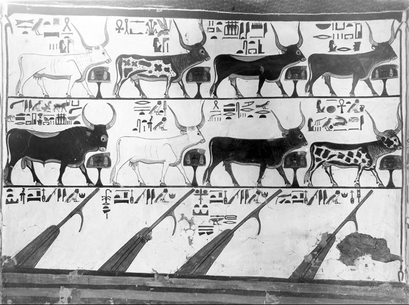 First eastern annexe (alcove), south wall, scene 17. On two registers there are seven cows and a bull, representations from Spell 148 of the Book of the Dead. Each of the animals has an altar with food offerings in front of it, for the nourishment of Nefertari. The lower register shows four helms, used by the queen during her journey among the stars; this too is a  representation from Spell 148 of the Book of the Dead.