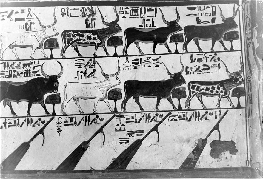 First eastern annexe (alcove), south wall, scene 17. On two registers there are seven cows and a bull, representations from Spell 148 of the Book of the Dead. Each of the animals has an altar with food offerings in front of it, for the nourishment of Nefertari. The lower register shows four helms, used by the queen during her journey among the stars; this too is a representation from Spell 148 of the Book of the Dead.