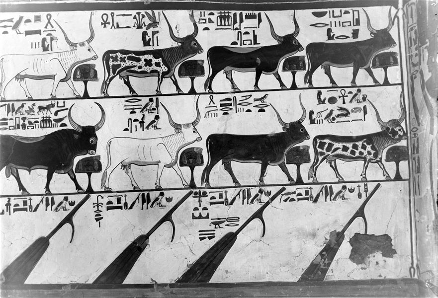 Primo annesso orientale (alcova), parete sud, scena 17. Su due registri sono presenti sette vacche e un toro, rappresentazioni del cap. 148 del Libro dei Morti. Ognuno degli animali ha, davanti a sé, un altare con offerte di cibo, per il nutrimento di Nefertari. Il registro inferiore invece mostra quattro timoni, usati dalla regina durante il suo viaggio tra gli astri. Anch’esso è una rappresentazione del cap. 148 del Libro dei Morti.