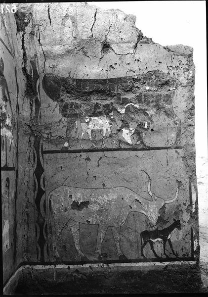 Tomb of Iti and Neferu. Displaying the right wall scene from the cult chapel's entrance wall. In addition to the scene of the cow with the calf, at the top there is a milking scene. Here, the calf competes with the herdsman for its mother's udder.  Schiaparelli excavations.