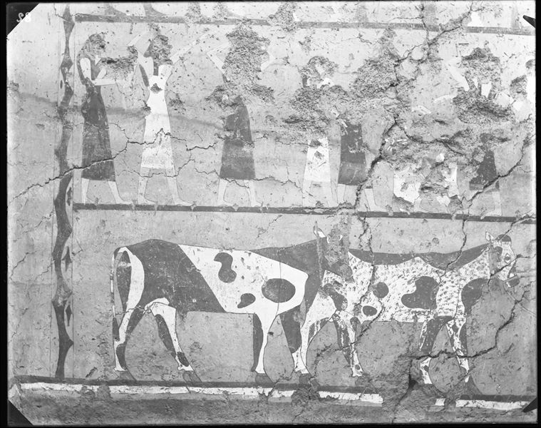 Tomb of Iti and Neferu. View of the left side-wall from the deceased’s cult chapel. At the top, women are depicted with their hands raised in what appears to be a funeral send-off. At the bottom, a herdsman leads two cows towards the interior of the chapel, to demonstrate the availability of food for the deceased. Schiaparelli excavations.