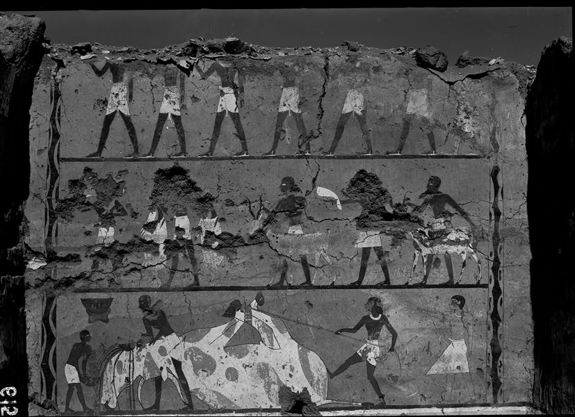 Tomb of Iti and Neferu. Overall view of the right wall from the tomb owners’ cult chapel. The wall is dominated by a bloody scene showing the slaughter of a large ox held by ropes, with its blood being collected in bowls. The scene takes place under the direction of a man, depicted with an unusual pale complexion. In the upper registers, there are two processions with people bearing animal offerings. Schiaparelli excavations.