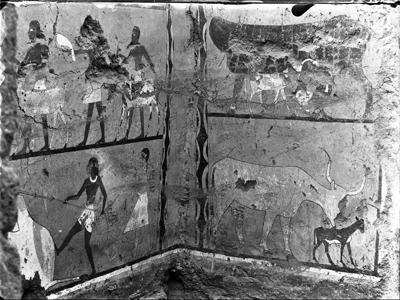 Tomb of Iti and Neferu. The image shows the corner between the side-wall with the offering scenes (left) and the right wall with access to the room. The right wall shows a scene of a cow licking a newborn calf. Schiaparelli excavations.