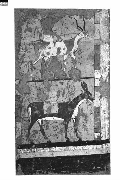 Tomb of Iti and Neferu. End wall of the south-facing facade. This scene is divided into two panels. At the top, an antelope is shown held on a leash by a man. At the bottom, one of the many donkeys loaded with grain is about to reach the granary; depicted on the back wall of the portico. Schiaparelli excavations. (S.14354/22) 