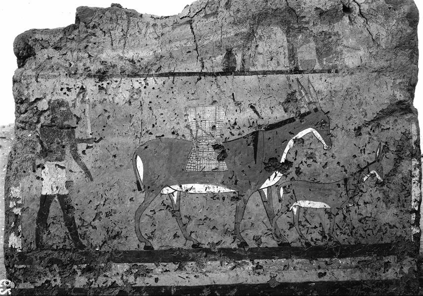 Tomb of Iti and Neferu. Pillar number 13. A scene showing one of the donkeys in the troop on its way to the granary. The donkey, preceded by its young, carries two baskets tied together; the one on its left side (usually not seen) is drawn above the other in order to make it visible. Schiaparelli excavations.