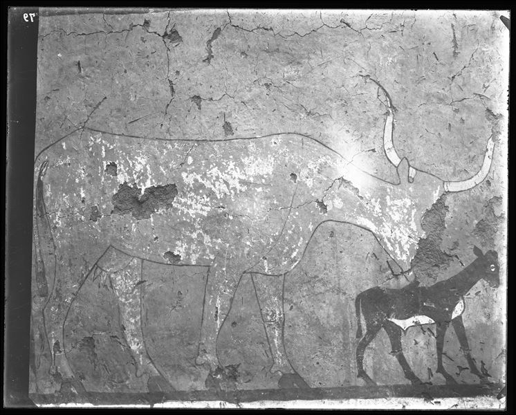 Tomb of Iti and Neferu. Detail of the right wall scene from the cult chapel's entrance wall. The painting displays a cow licking its newborn calf. Schiaparelli excavations.