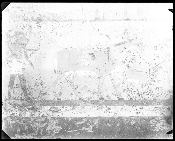 Tomb of Iti and Neferu. Pillar number 13. A scene showing one of the donkeys in the troop on its way to the granary. The donkey, preceded by its young, carries two baskets tied together; the one on its left side (usually not seen) is drawn above the other in order to make it visible. Schiaparelli excavations. (S.14354/20) 