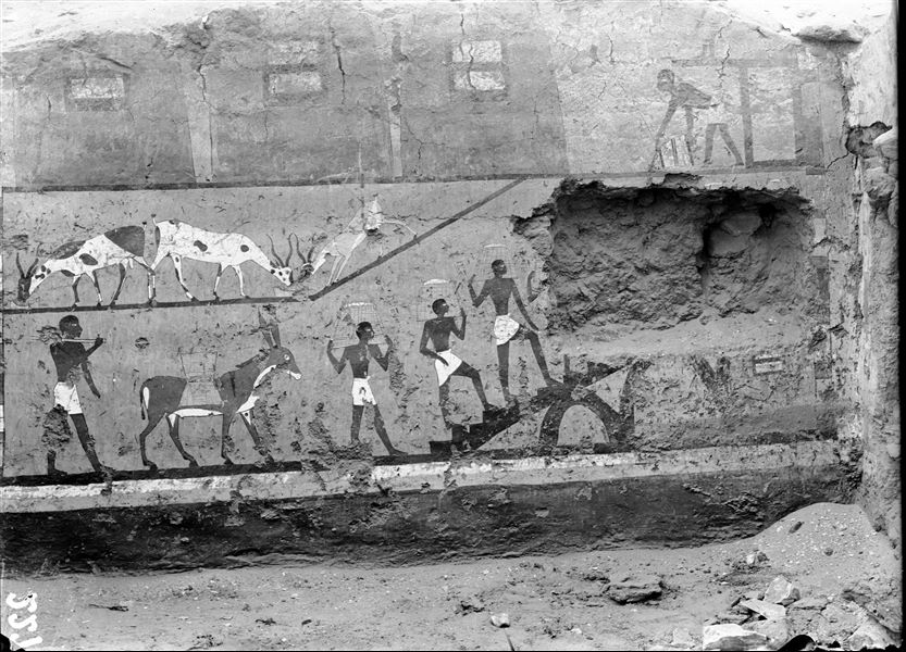 Tomb of Iti and Neferu. This picture documents almost in its entirety, the large painting that was present on the main wall of the portico in front of the tomb. The scene is dominated by the presence of some silos for storing grain and is the final destination for the procession of donkeys represented on the pillars. Here the grain is carried by hand to the top of the granary, to be poured out and measured, all documented and checked by a scribe. Part of the painting is missing due to the placement of a funerary stele "of the archers" (S.13115) on the wall, linked to reusing the tomb in later times. Schiaparelli excavations. 