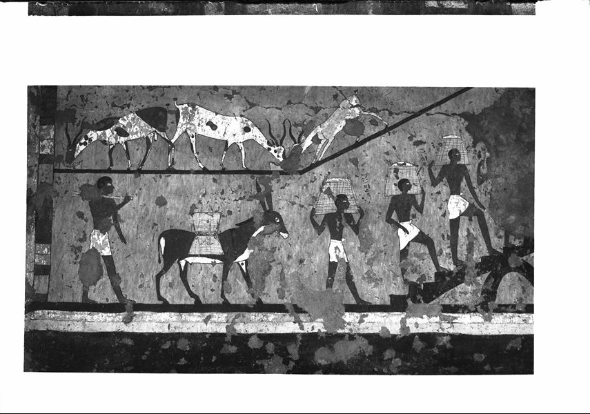 Tomb of Iti and Neferu. The image shows a detail from the previous picture. As soon as the donkeys reach the granary they are freed from their load and the grain is carried by hand to the top of the silo. In the upper register, three tame antelopes eat from bowls filled with grain. Schiaparelli excavations. (S.14354/15).  