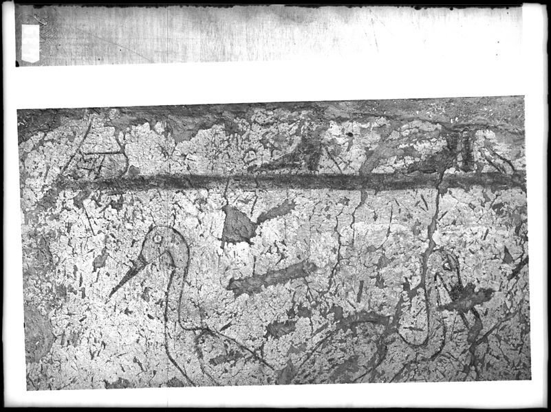 Tomb of Iti and Neferu. Detail of two cranes depicted in image C.00359. The photograph is rotated horizontally 180°. Schiaparelli excavations. (S.14354/19) 