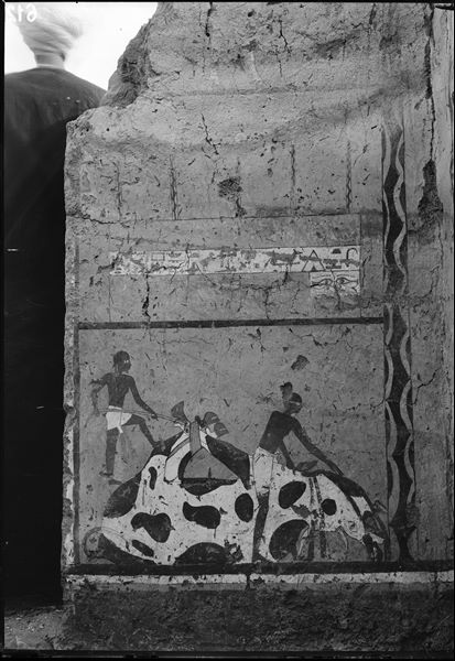 Tomb of Iti and Neferu. Left wall scene from the cult chapel’s entrance wall. At the top, the large quadrangular coffin of the tomb owner in light wood, placed under an elegant canopy. Below is a ritual slaughter scene. Schiaparelli excavations.