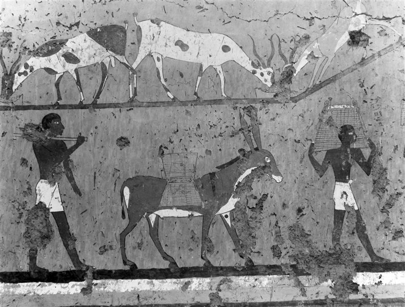 ​Tomb of Iti and Neferu. The image shows a donkey being freed from its load after reaching the granary. An attendant will carry the grain on his shoulders towards the granary. Above, three tame antelopes eat from their bowl filled with wheat grains.  Schiaparelli excavations. 