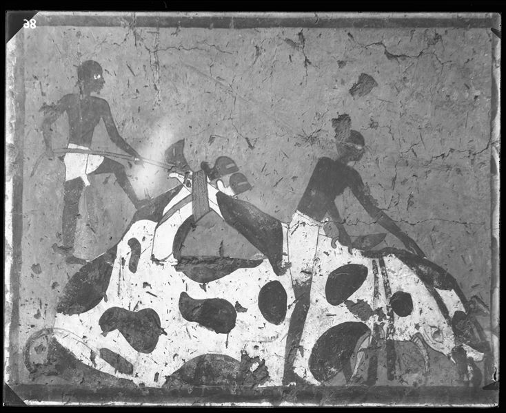 Tomb of Iti and Neferu. Left wall scene from the cult chapel’s entrance wall. In the bottom register, a ritual slaughter scene. Schiaparelli excavations.