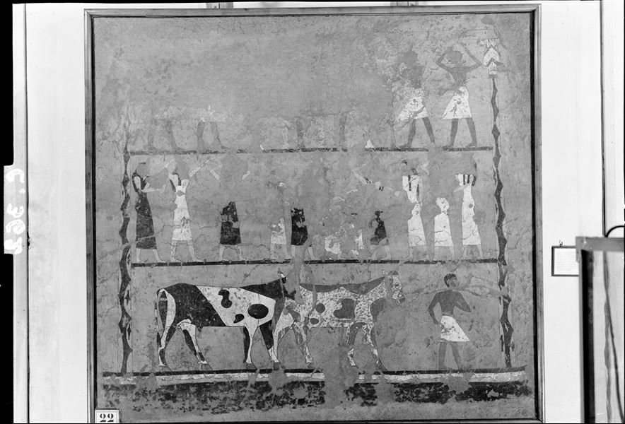 Tomb of Iti and Neferu. Museum display. In the two upper registers men and women are depicted with raised hands, probably in the act of mourning. At the bottom, a herdsman leads two different types of cattle. Schiaparelli excavations. (S.14354/9) 