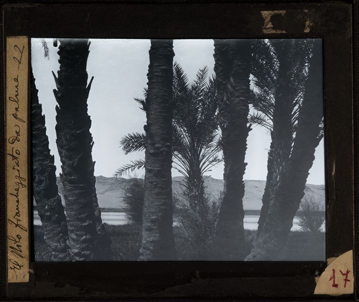 Landscape near Gebelein, the Nile is visible behind the palm trees. 