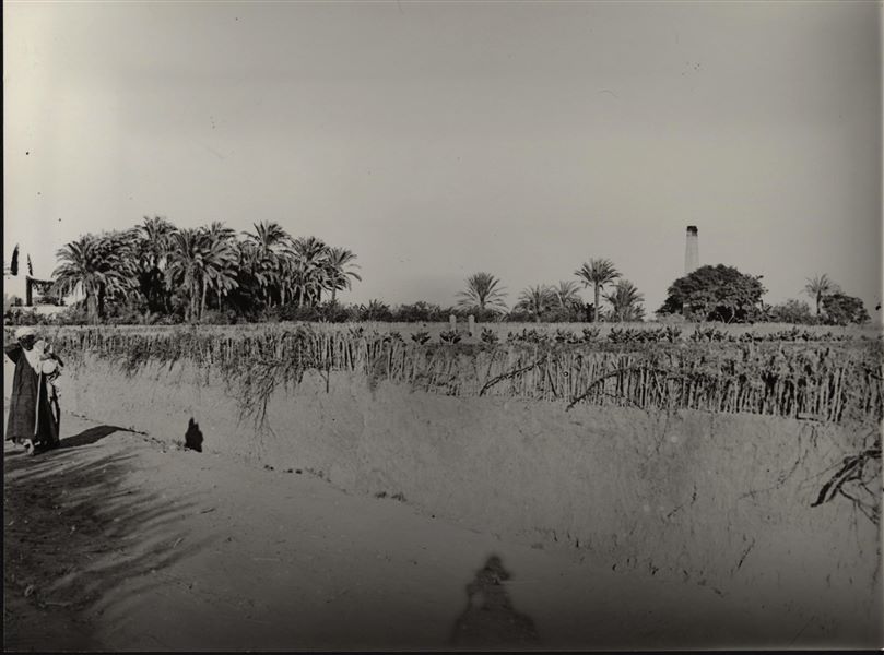 Crops organised in gardens on the edge of a village. In the background, there is a chimney from a brickmaking factory. Schiaparelli excavations. 