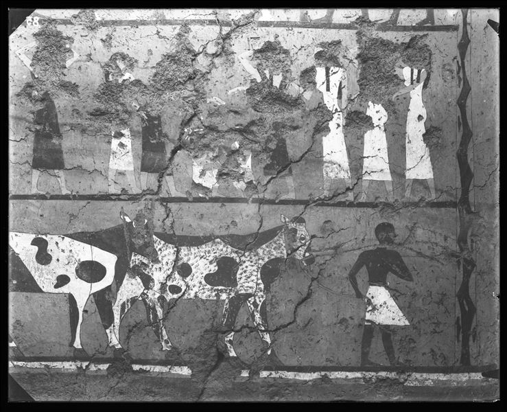 Tomb of Iti and Neferu. View of the left side-wall from the deceased’s cult chapel. At the top, women are depicted with their hands raised in what appears to be a funeral send-off. At the bottom, a herdsman leads two cows towards the interior of the chapel, to demonstrate the availability of food for the deceased. Schiaparelli excavations.
