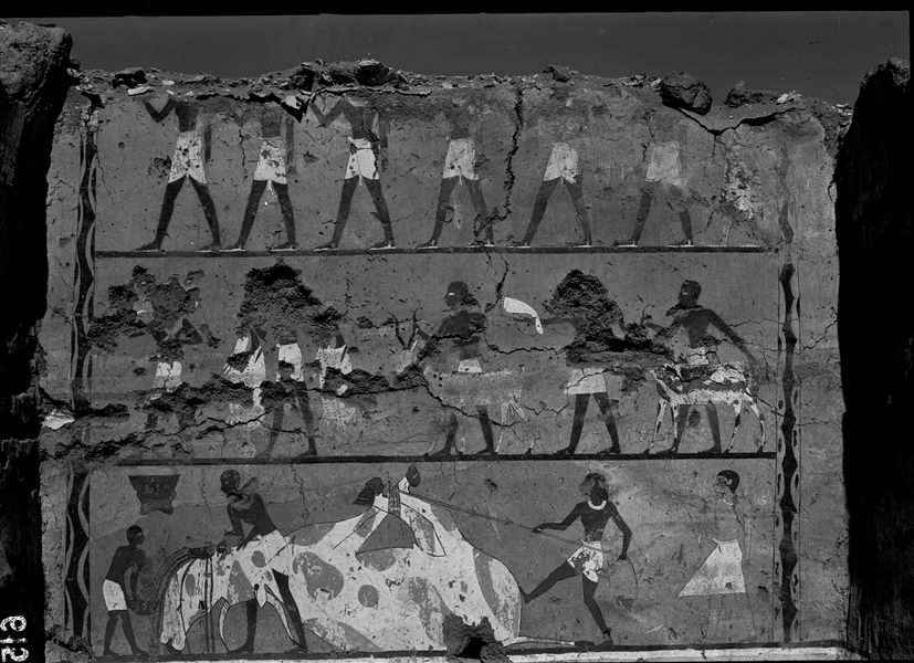 Tomba di Iti e Neferu. Veduta d’insieme della parete destra della cappella per il culto dei defunti. La parete è dominata da una cruenta scena di macellazione di un grosso bue trattenuto da corde, il suo sangue viene raccolto in ciotole. La scena si svolge sotto la direzione di un uomo dall’insolita carnagione chiara. Nei registri superiori sono presenti due sfilate di portatori di offerte animali. Scavi Schiaparelli.