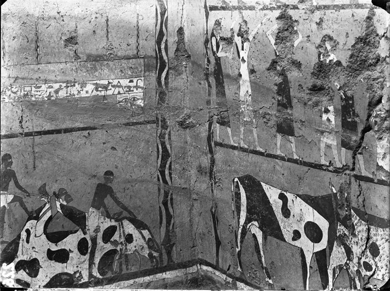 Tomb of Iti and Neferu. The image shows the corner between the left side-wall and the entrance wall into the room (left side of the photograph). On the left side-wall at the top, women are depicted with their hands raised in what appears to be a funeral send-off. On the latter wall, the top shows the coffin of the deceased and at the bottom, a scene of ritual slaughter. Schiaparelli excavations.