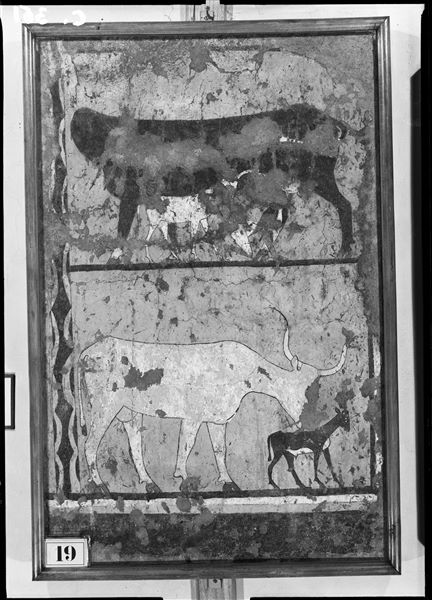 Tomb of Iti and Neferu. Museum display. The image shows the right part of the cult chapel’s entrance wall. In addition to the scene displaying a cow licking her newborn calf, above, there is a milking scene where the calf competes with the herdsman for its mother's udder.  Schiaparelli excavations. (S.14354/13)