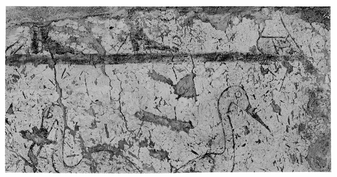 Tomb of Iti and Neferu. Detail of the heads of two cranes, depicted in the previous image. Schiaparelli excavations. (S.14354/19) 