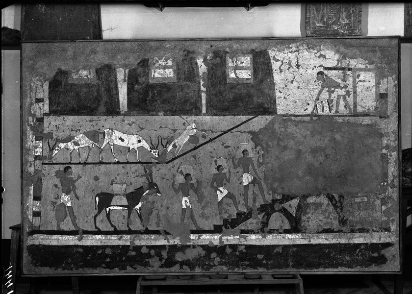 Tomb of Iti and Neferu. Museum display. This picture documents almost in its entirety, the large painting that was present on the main wall of the portico in front of the tomb. The scene is dominated by the presence of some silos for storing grain and is the final destination for the procession of donkeys represented on the pillars. Here the grain is carried by hand to the top of the granary, to be poured out and measured, all documented and checked by a scribe. Part of the painting is missing due to the placement of a funerary stele "of the archers" (S.13115) on the wall, linked to reusing the tomb in later times. Schiaparelli excavations. (S.14354/15) 