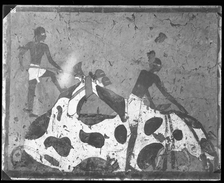 Tomb of Iti and Neferu. Left wall scene from the cult chapel’s entrance wall. In the bottom register, a ritual slaughter scene. Schiaparelli excavations.