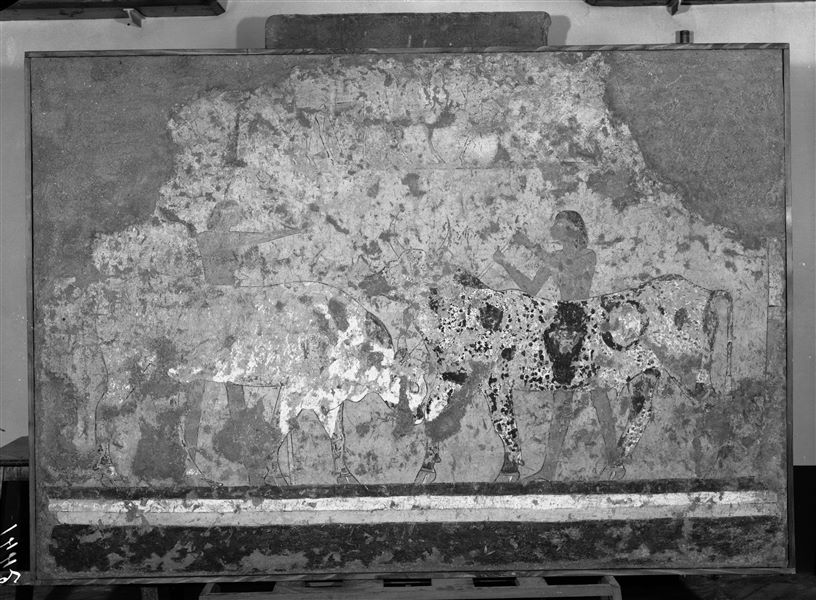 Tomb of Iti and Neferu. Museum display. This painting, partly ruined, depicts two bulls butting heads while two herdsmen try to separate them. In the upper register there is an incomplete scene with various animals, including giraffes; a species that inhabited the southern regions of Nubia. Schiaparelli excavations (S.14354/24).