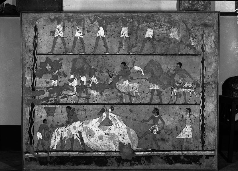 Tomb of Iti and Neferu. Museum display. Overall view of the right wall from the tomb owners’ cult chapel. The wall is dominated by a bloody scene showing the slaughter of a large ox held by ropes, with its blood being collected in bowls. The scene takes place under the direction of a man, depicted with an unusual pale complexion. In the upper registers, there are two processions with people bearing animal offerings. Schiaparelli excavations. (S.14354/12)
