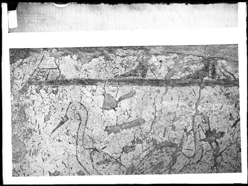 Tomb of Iti and Neferu. Detail of two cranes depicted in image C00359. The photograph is rotated horizontally 180°. Schiaparelli excavations. (S.14354/19)