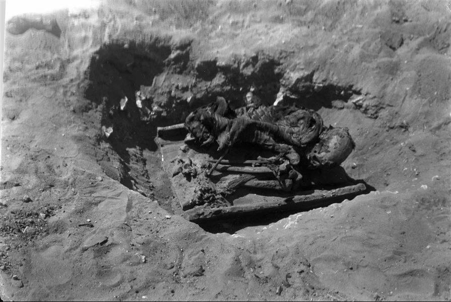 Scattered burials in the desert area north of northern hill. The photograph shows the moment of discovering a wooden box containing a burial, with the deceased in a contracted position wrapped in cloth. Farina excavations. 