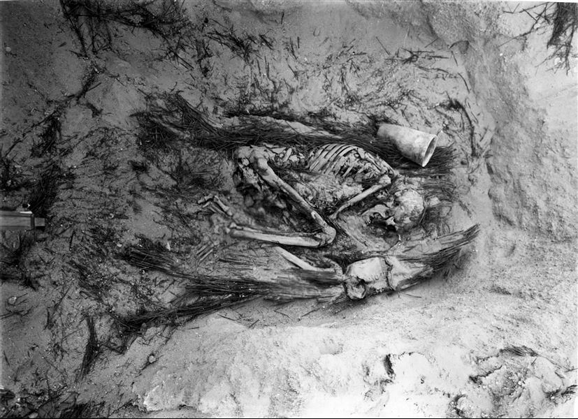 Scattered burials in the desert area north of northern hill. Basket burial of an adult in a contracted position. Behind the deceased's back, a fine alabaster cup. At the bottom of the image, a leg from the photographic tripod is visible. Farina excavations.  