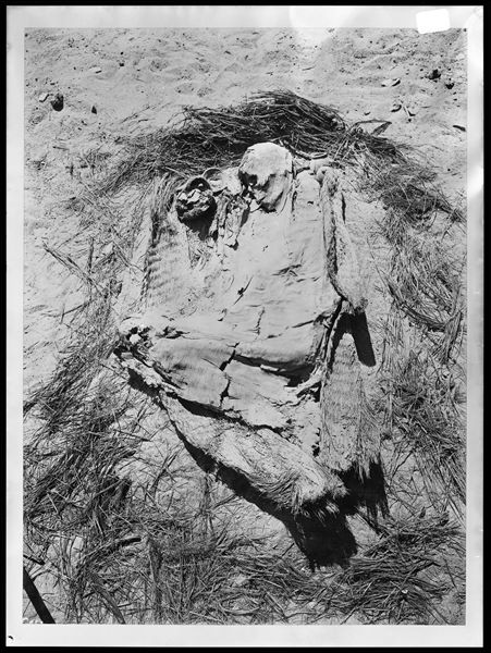 Scattered burials in the desert area north of northern hill. Large basket burial of an adult. Near the deceased’s face, some grave goods are visible. Image rotated 180°. Farina excavations. 