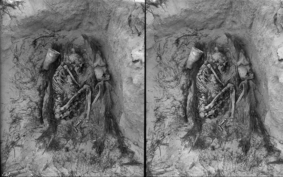 Scattered burials in the desert area north of northern hill. Basket burial of an adult in a contracted position. Behind the deceased's back, a fine alabaster cup. Farina excavation. 