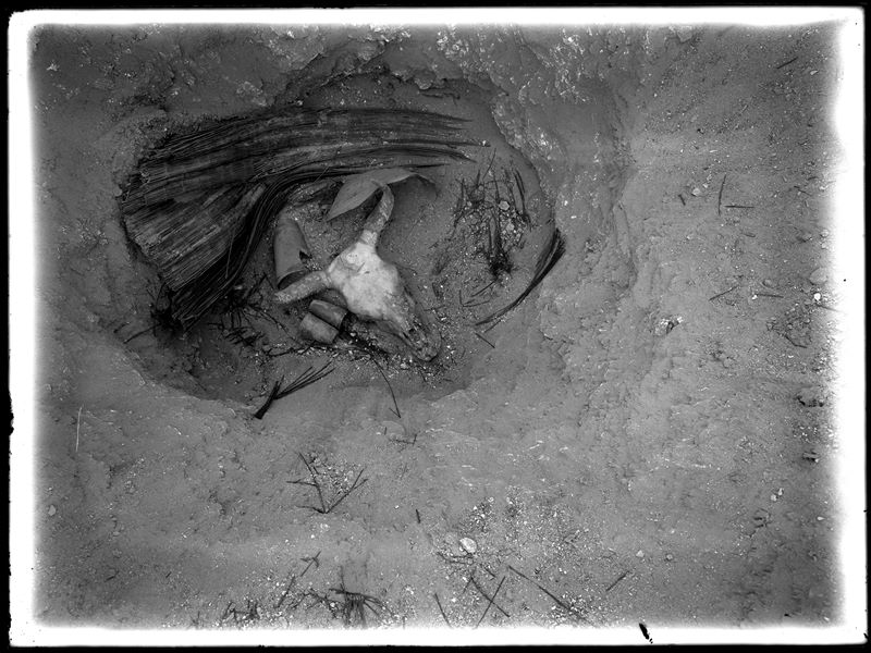  Predynastic tomb, where a bovine skull, a mat and some terracotta artefacts forming part of the burial goods can be seen. Farina excavations.