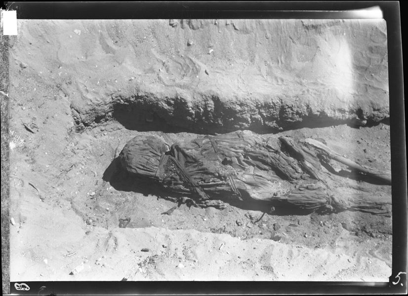 Burial in a wooden coffin, where the sides have been completely lost. The body is lying on its side, wrapped in cloth held in place by knotted bands. Schiaparelli excavations. 