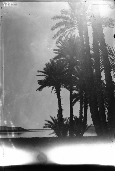 Paesaggio presumibilmente di Assuan, dietro un palmeto si vede il Nilo. Scavi Schiaparelli.