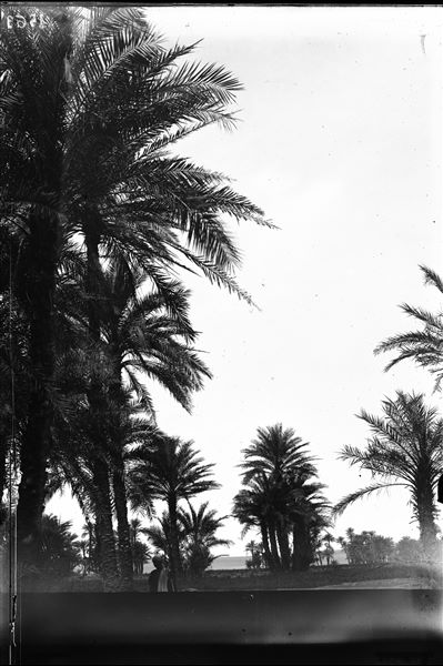 Paesaggio presumibilmente di Assuan, in primo piano si vede un palmeto. Scavi Schiaparelli.