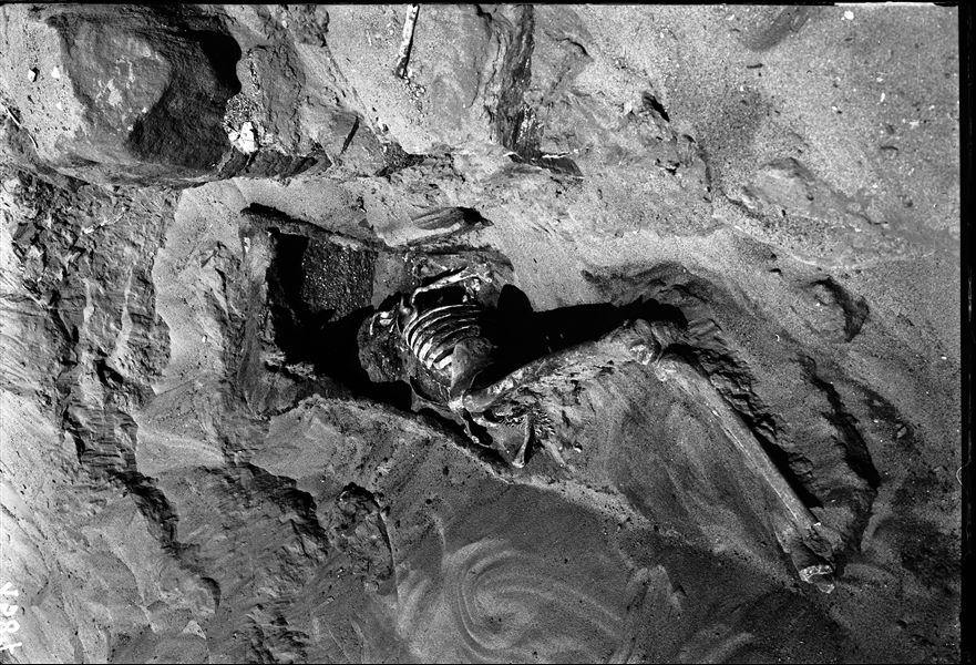 Discovery of a skeleton with remains of a wooden coffin, during excavations in Qubbet el-Hawa. Schiaparelli excavations.